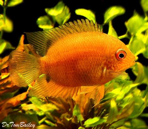 live fish|AquariumFish.com .
